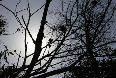 Low angle view of bare trees against sky at sunset