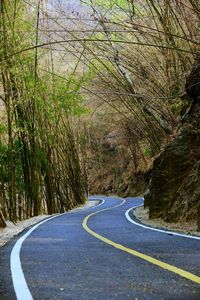 Empty road along trees