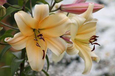 Close-up of insect on flowers