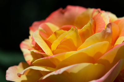 Close-up of orange rose flower against black background
