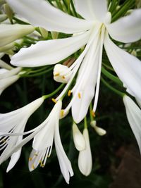 Close-up of white flowers