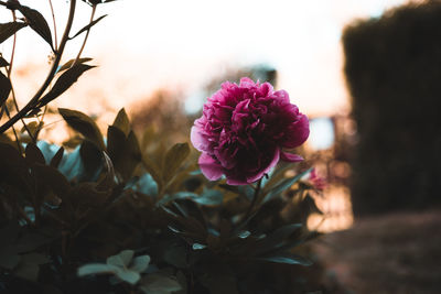 Close-up of pink flowering plant