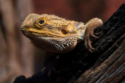 Close-up of lizard