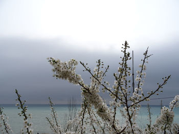 Close-up of plants against sky