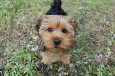 High angle portrait of puppy on grass