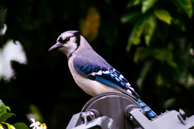 Close-up of a bird perching on tree