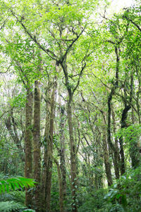 Trees in forest