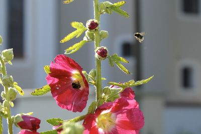 Close-up of pink flowers blooming outdoors