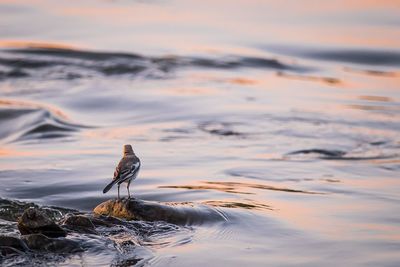 Bird perching on rock