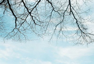 Low angle view of bare trees against sky