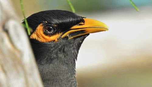 Close-up of a bird looking away