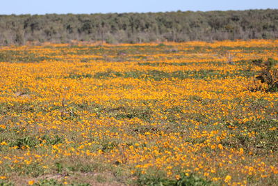 Scenic view of yellow flowers growing on field