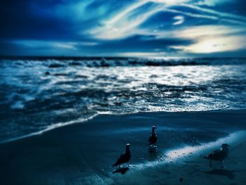 Seagull flying over sea