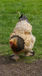 Free ranged chicken brahma on grass