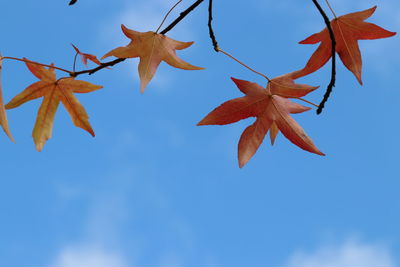 Low angle view of maple leaves against blue sky