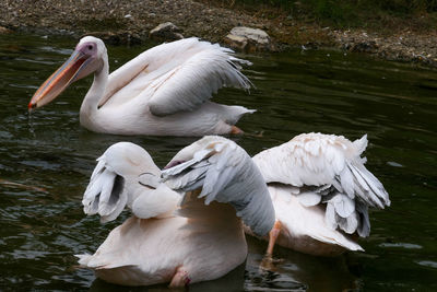 Swan floating on lake