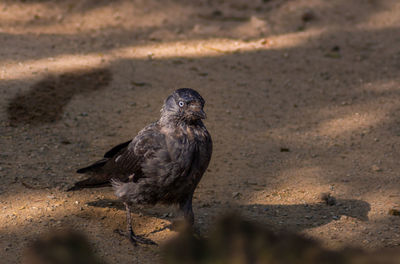 Close-up of eagle on sand