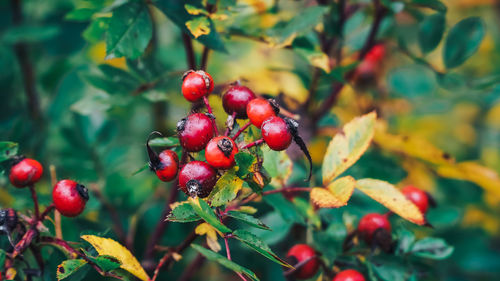 Close-up of red berries growing on tree