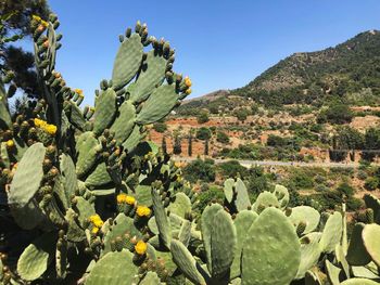 Cactus plant growing on mountain and a clear blue sky in the spring 