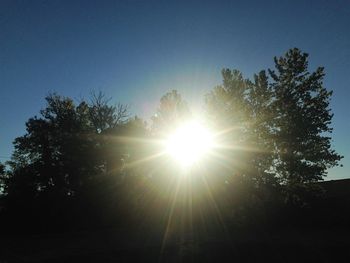 Sun shining through trees