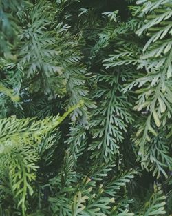 Full frame shot of green leaves