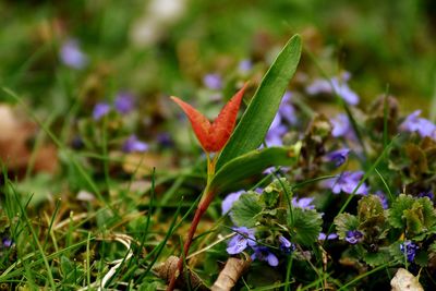 Close-up of flower blooming outdoors