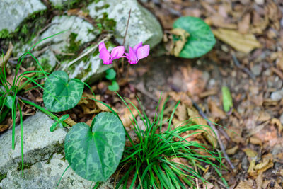 High angle view of pink flowers blooming outdoors