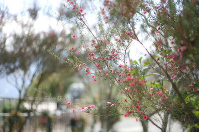 Low angle view of pink flowering tree