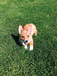 High angle portrait of dog on grass