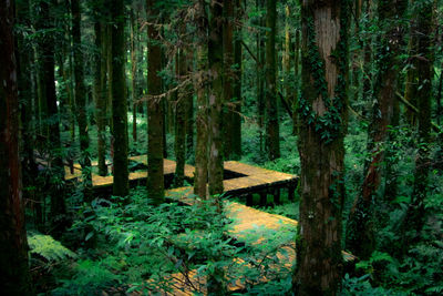 Pine trees in forest