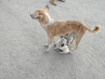 Side view of a dog looking away on road in city