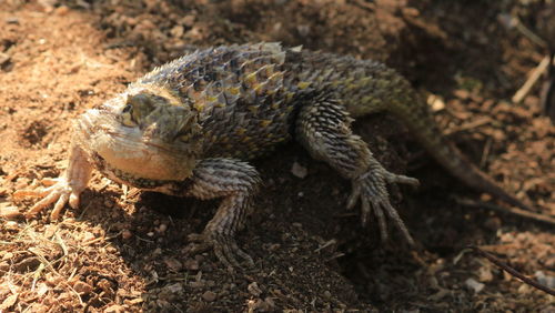 Close-up of lizard