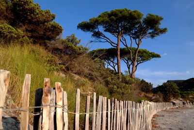 Trees on landscape against sky