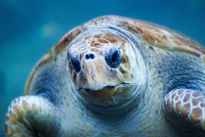 Close-up of turtle in sea