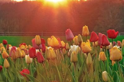 Close-up of tulip flowers on field