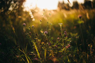 Close-up of purple flowering plants on field