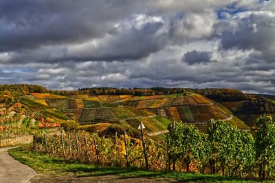 Scenic view of agricultural field against sky