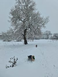 Snow covered tree on field against sky during winter