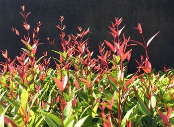 Close-up of red flowering plants