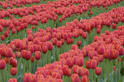 Field of red tulips in field