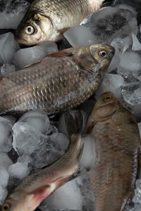 Close-up of fish for sale in market