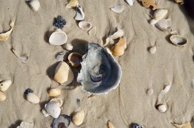 High angle view of seashells on beach