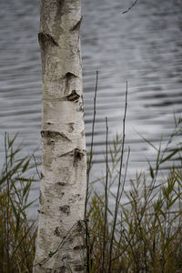 Close-up of tree trunk by lake