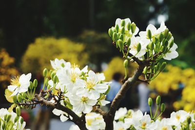 Close-up of white flowering plant