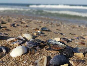 Close-up of shells on beach