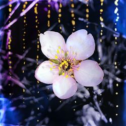 Close-up of flowers blooming outdoors