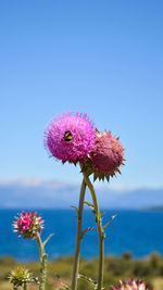 Close-up of pink flowering plant against sky