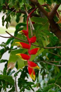 Close-up of fresh red leaves on tree