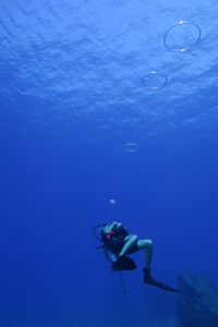 View of jellyfish swimming in sea