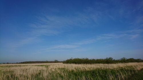 Scenic view of field against blue sky